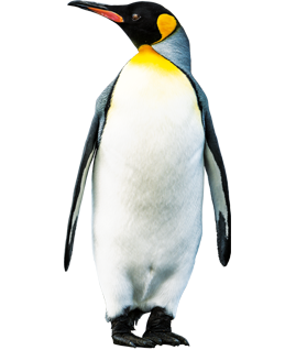 pinguine portal